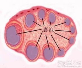 2.1 月经完成后的三到七天——为哪些有人这么想？
