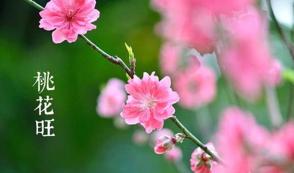 2025年桃花最旺的生肖是哪个？明年又来桃花意味着什么生肖运势佳？