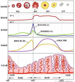 两条红线真实的代表哪些？