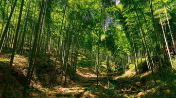 邂逅“竹海妹”：宜宾本地姑娘的独特魅力