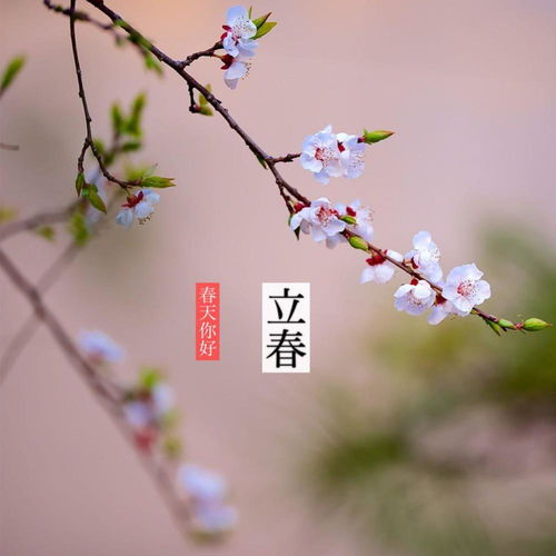2026年立春缺失，那在这一年结婚立春日怎么办？