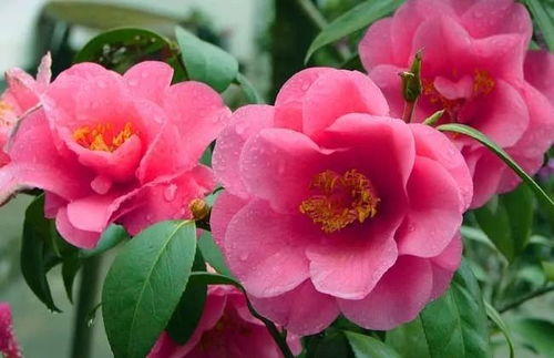 阳台养殖茶花注意事项,阳台养茶花需要什么条件