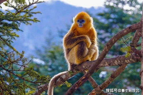 2026年属猴12月手术吉日有哪些，猴年健康运势如何？