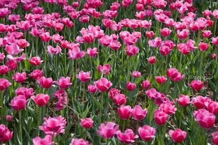 ①春季（3~5月）——“百花争艳”模式开启