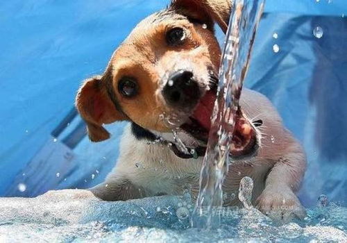 82狗大海水命的人起名时，贵人是哪位？