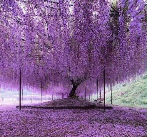 农村院子种紫藤风水,院子里栽紫藤风水