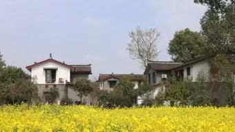 1.3 碧螺春古镇（据说有“古镇最美樱花”之称）