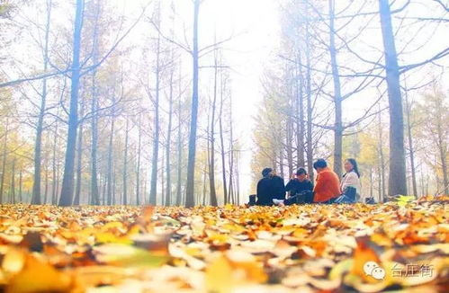 一、踏入临沂，邂逅千年银杏（哦，真的！超级震撼！）