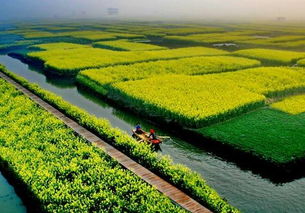 油菜花海的美景