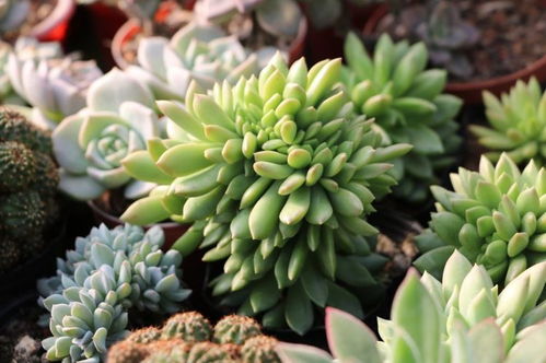 多肉植物是女人的克星？科学都解释不了！
