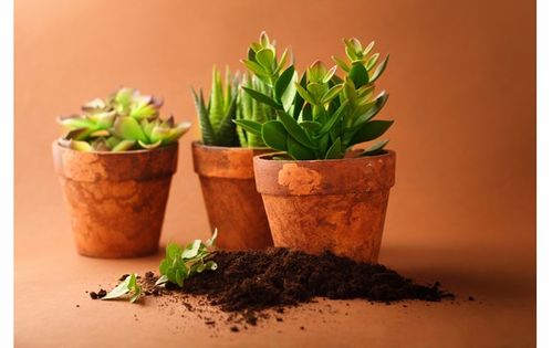 2.2 属狗的人和黄色