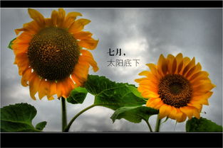 太阳高照时哪个生肖最显眼，而哪个生肖却最畏惧阳光照耀呢？