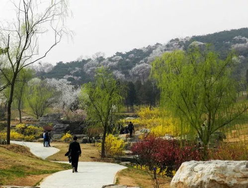 香山植物园·来青轩：秋色画廊