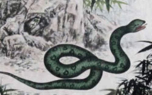 天呐！这些时辰出生的蛇蛇简直开挂了