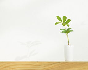 八字中带有沐浴是什么含义？沐浴八字具体代表什么？