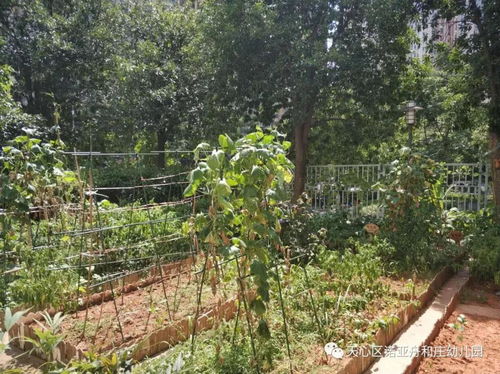 学校种植园取什么名字好，寓意又是什么呢？