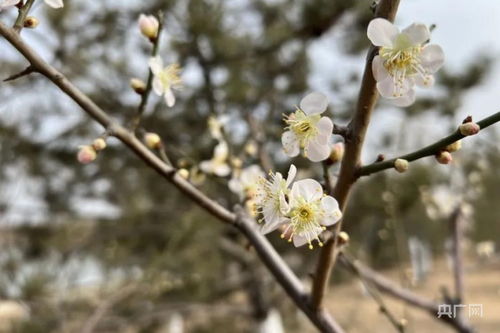 我的“深度”赏花攻略（别信太多）