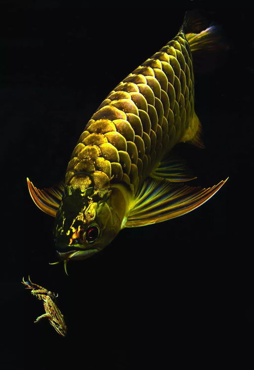 黑龙鱼的风水禁忌图解,黑龙鱼的风水禁忌图解