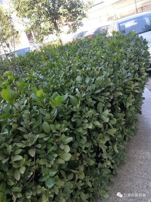 金边冬青卫矛风水讲究,冬青卫矛风水禁忌