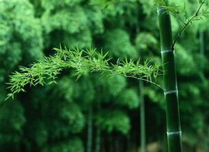 那些年我们追过的木头人