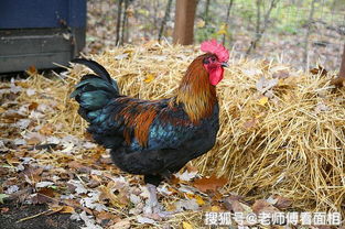 震惊！2026年鸡场惊现