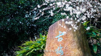 这该死的午后与那一杯救命茶