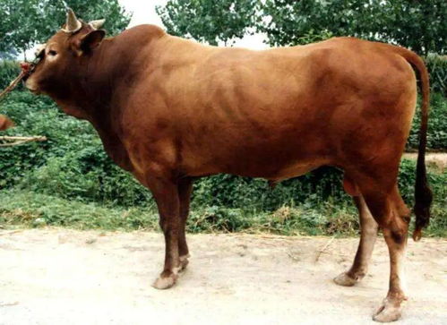 属牛女2026年1月运势具体如何？