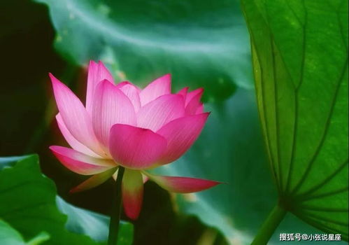 出水芙蓉究竟属于哪个生肖？
