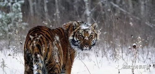 震惊！蛇女和虎男2026年运势大揭秘，看完都哭了