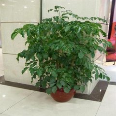 绿宝风水作用最强的植物是哪种，能旺宅吗？