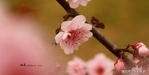 属猪的你：10月底桃花绽放，是终身伴侣还是过客？