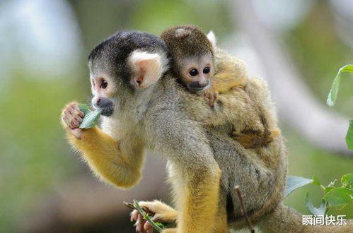 男属蛇女属猴结婚吉日选择是否合适，蛇女猴男结合是否为佳？