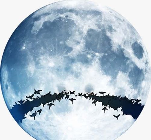 鬼哭声声哀：喜鹊的怨念？