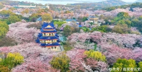 三、赏花指南：玩转鼋头渚樱花季的小妙招