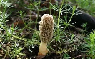羊肚菌：世界公认珍市场价格较高菌种