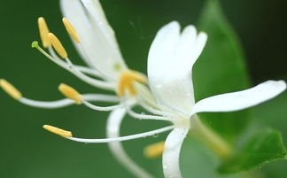 二、 采用金银花需要注意的禁忌与副作用：一场潜在的危机