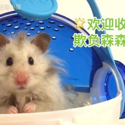仓鼠的房子怎么布置,仓鼠的房子怎么布置