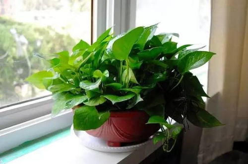 植物养不活风水,植物养不活风水
