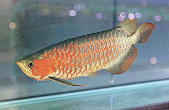 家养什么风水鱼Zui好,家养什么风水鱼Zui好