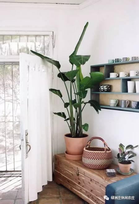 植物的选择：小心“绿帽”危机