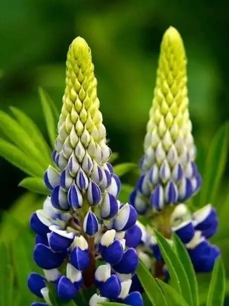 传说中的奇花异草,风水上的奇花异草有哪些