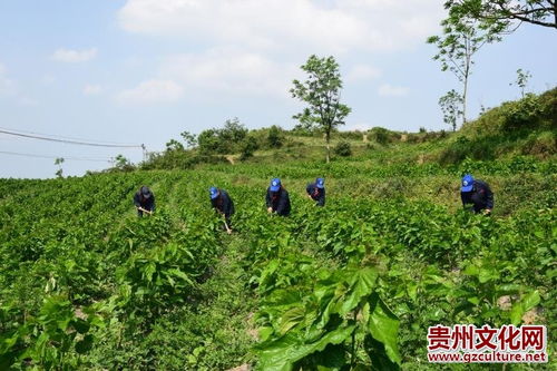 风水大师都不敢说的种桑禁忌