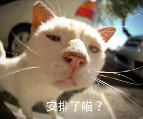2.2 牛（丑）——稳如老狗，却被压垮