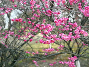 春意盎然四月节日习俗盘点，传统节日大揭秘