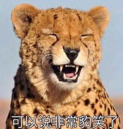 豹子作为生肖代表什么？它对应的数字几又有什么特殊含义？