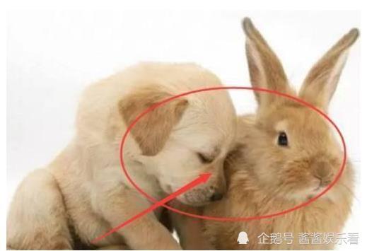 独占鳌头是什么生肖？家有女儿打一生肖有何寓意？
