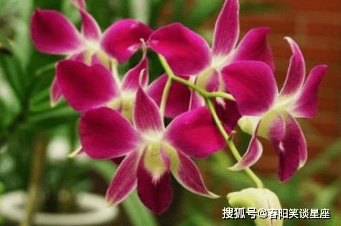 适配建议：