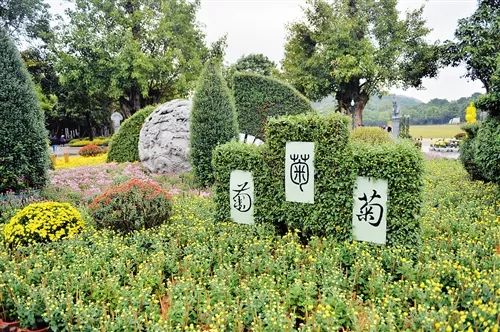 1. 绣球：挂在门口辟邪还是用来砸人？