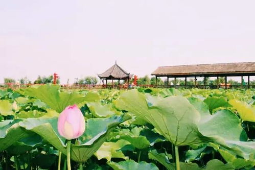 ②夏季（6~8月）——“荷塘月色”突袭