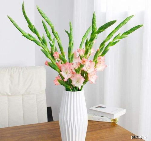 送寓意吉祥的盆栽给朋友，有没有既体面又寓意好的选择呢？